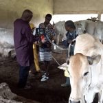 Burkina Faso / Autosuffisance alimentaire : L’amélioration génétique du cheptel s’intensifie avec le déploiement national des équipes d’insémination